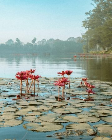 Combined Vietnam – Cambodia